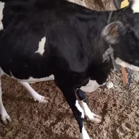 دو گاو شیری|حیوانات مزرعه|سراوان, |دیوار