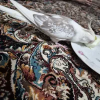 ماده البینو دوکت آهویی
