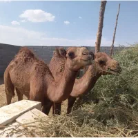 هاشی شتر