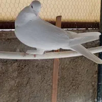 کفتر خوب|پرنده|ری, شهادت|دیوار