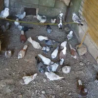 کبوتر|پرنده|سنگر, |دیوار