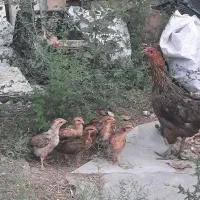 فروش مرغ و خروس