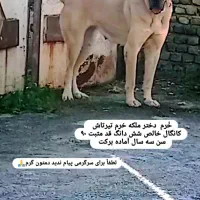 سگ کانگال وارداتی