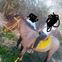 اسب رام وسواری