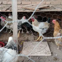 مرغ|حیوانات مزرعه|عطاملک, |دیوار