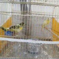 جفت قناری دو رگ جیبر رسمی