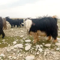 فروش بز|حیوانات مزرعه|بهبهان, |دیوار