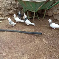 پرنده|پرنده|کنگاور, |دیوار