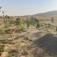 درخت بیدقطعه ۱۰۰۰متری دورفنس بادرخت