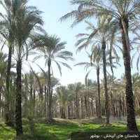 نخلستان در منطقه گردشگری طبل و سهیلی