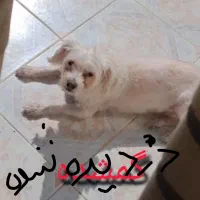 گم شده یا دزدیده شده اشپپیز تریر ماده