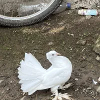 دم چتری طوقی پاپر زینتی کبوتر جوجه کفتر