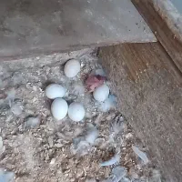 مرغ عشق مولدروی جوجه|پرنده|قائمشهر, |دیوار