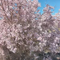 بز وه بزغاله