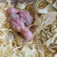 جوجه طوطی برزیلی