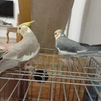 یک جفت عروس هلندی دستی باقفس