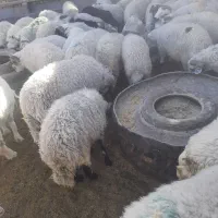 بره نر چاق