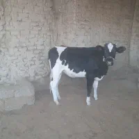 گاو نر (نوچ )و گستر (گوساله ماده)بفروش میرسد|حیوانات مزرعه|کرباسک, |دیوار