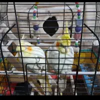 جفت عروس تخم گذار توافقی