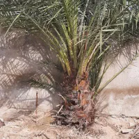 نخل برهی|خدمات باغبانی و درختکاری|چمران, |دیوار