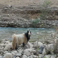 بهده  گله داری گوش خنجری