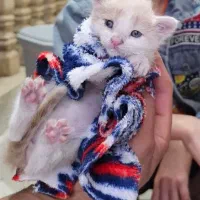 واگذاری گربه