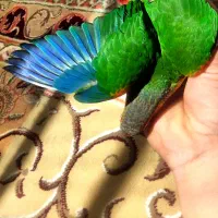 گرنچیک یلوساید اکستریم رد