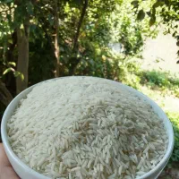 برنج درشت سرلاشه و نیم دانه هاشمی پدربابایی
