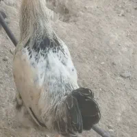 2عدد خروس گوشتی|حیوانات مزرعه|فارسان, |دیوار