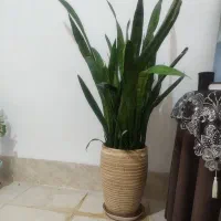 دوتاگل سانسوریا