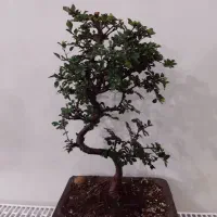 بونسای|گل و گیاه طبیعی|لشت نشا, |دیوار