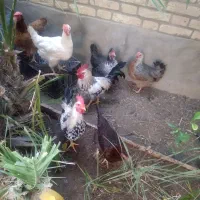 مرغ و خروس