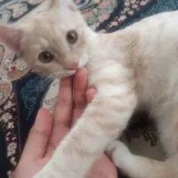 گربه