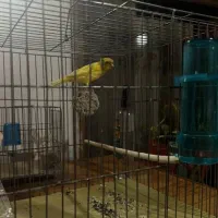 دختر ماده سوپر|پرنده|بندر انزلی, آذربایجان|دیوار