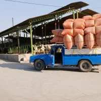 فروش کاه|حیوانات مزرعه|دهدشت, |دیوار