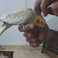 عروس هلندی نر|پرنده|مشهد, منزل آباد|دیوار