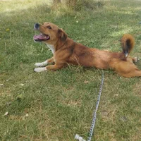 سگ خانگی|سگ|خنداب, |دیوار