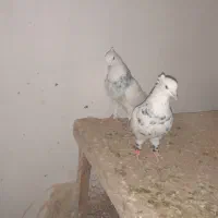 کفتر چنتا رنگه