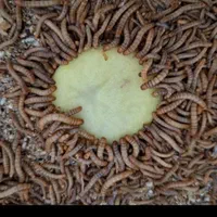 سوسک اصلاح نژاد شده وکرم میلورم