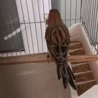 قناری یکسر|پرنده|مشکین‌دشت, |دیوار