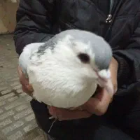 ساده امری|پرنده|قائن, |دیوار