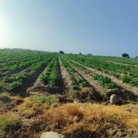 اجاره یک هکتار و ربع زمین کشاورزی