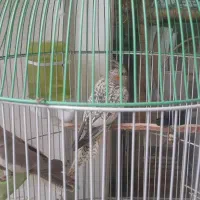 عروس هلندی مولد|پرنده|گلبهار, شهر جدید گلبهار|دیوار