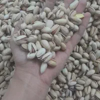 پسته تازه خندان و خوش طعم بهترین پسته یلدایی