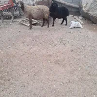 میش با بره بزرگ|حیوانات مزرعه|فرمهین, |دیوار