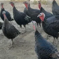 بوقلمون