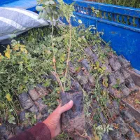 نهال و بوته گل محمدی معطر کاشانی و صد پر