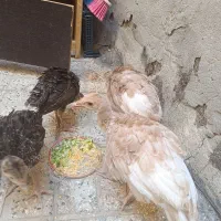 بوقلمون