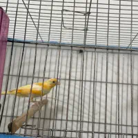 دو عدد قناری نر