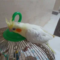 فروش عروس هلندی